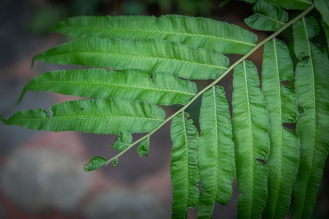 寬葉紫萁(紫萁科紫萁屬植物)