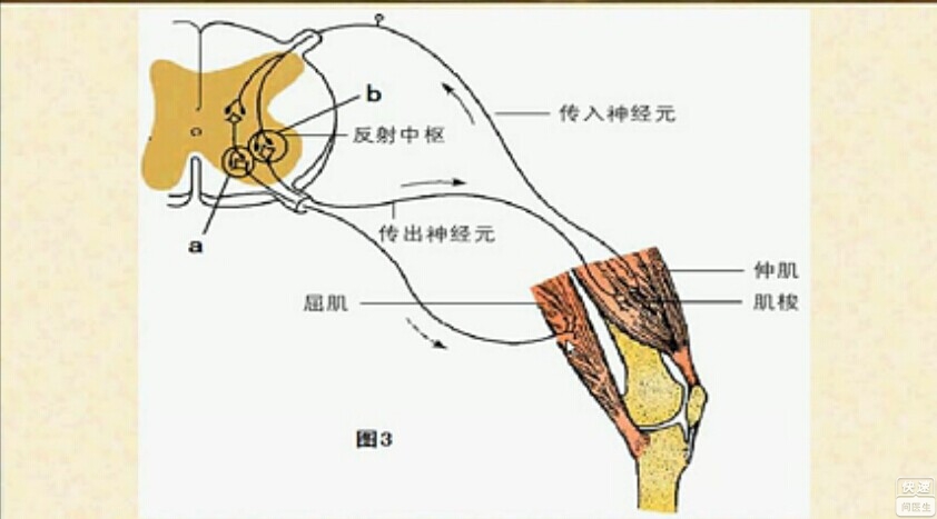 下運動神經元