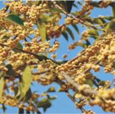 崇陽野桂花蜜