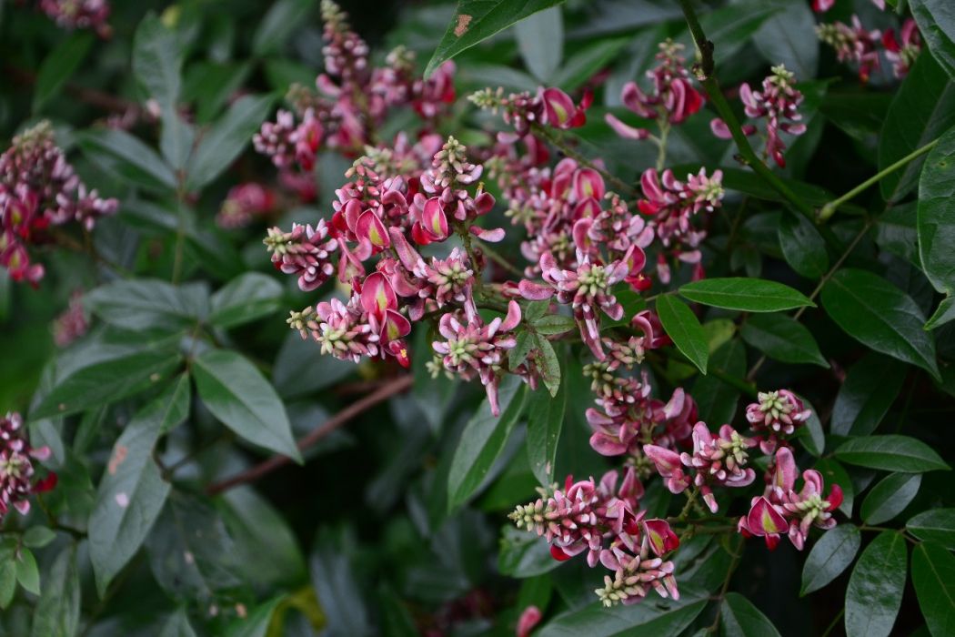 香花雞血藤