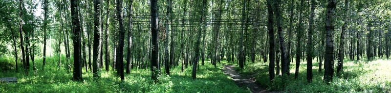 媯水河森林公園