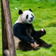 大熊貓邁邁