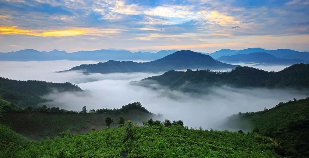 旌德天山真香茶