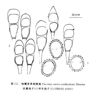 鈍鱗苔草柄鏽菌