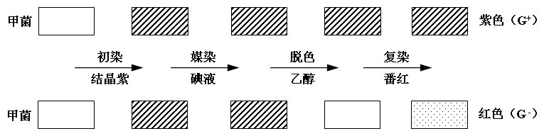 革蘭氏染色步驟示意圖