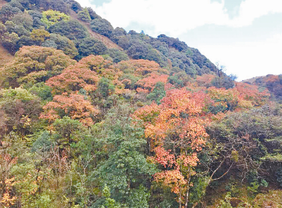 苤菜凹村