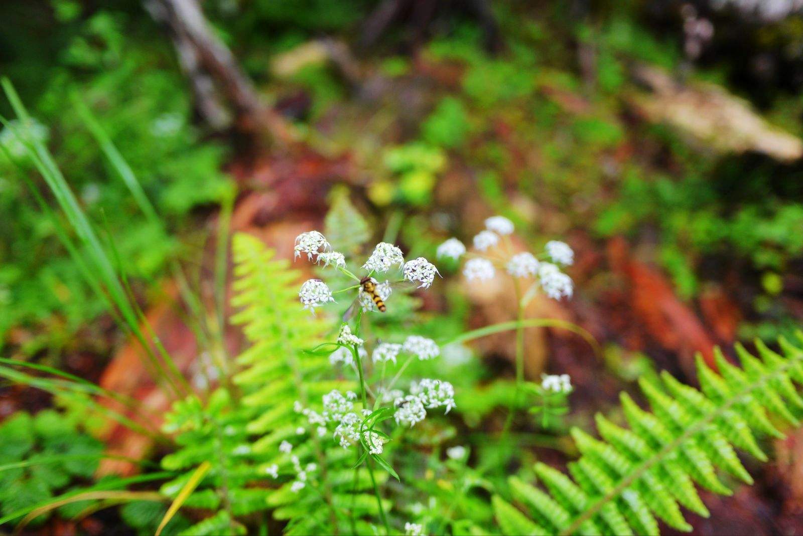 亮綠苔草