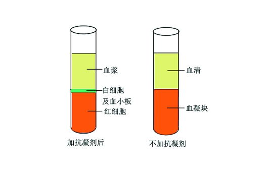 補體C3(血清補體C3)