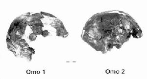 奧莫人頭骨