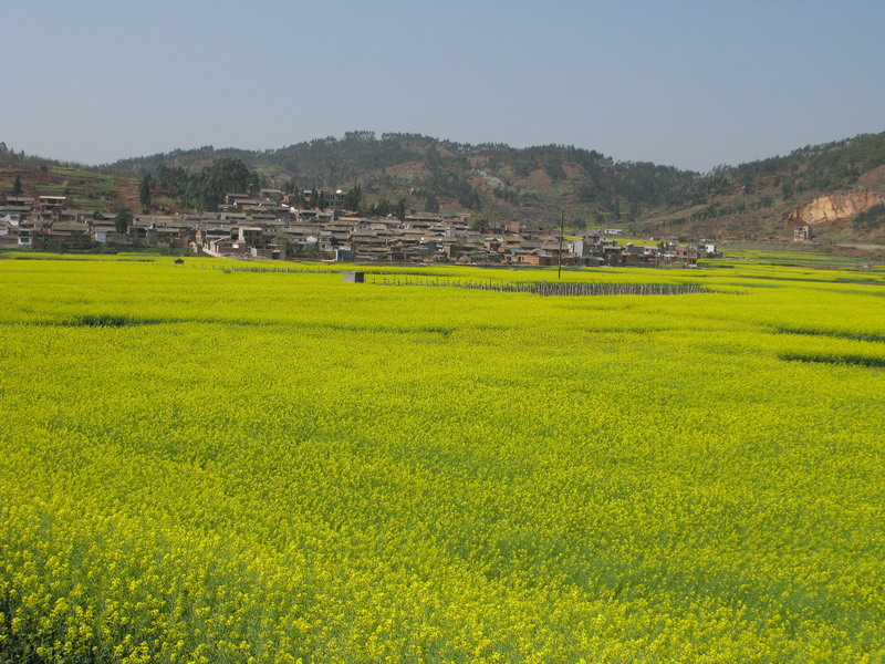 龍潭河村(雲南省紅河州瀘西縣午街鋪鎮下轄村)