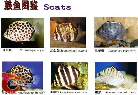 金錢魚科（Scatophagidae）