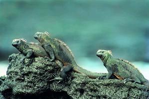 托克勞群島野生動物——蜥蜴