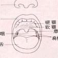 軟齶疼痛