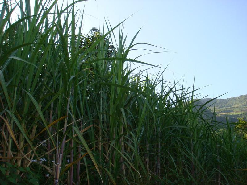 英格小寨村