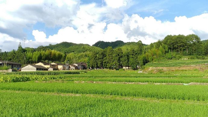 茶林村(四川省眉山市仁壽縣天峨鎮茶林村)