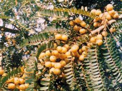 橄欖花(植物)