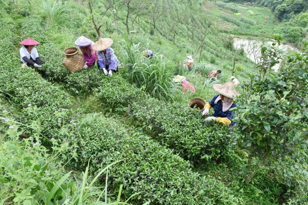 泰茶良心谷有機生態示範園