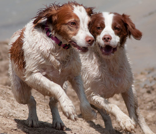 布里塔尼犬