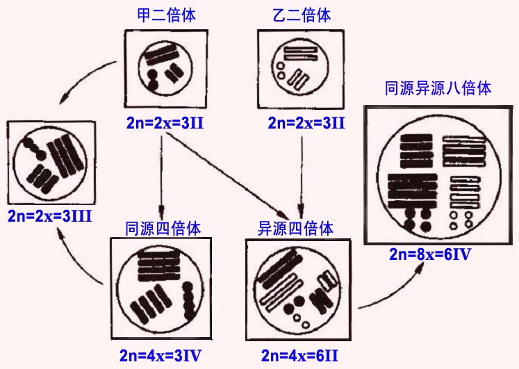 異染色體