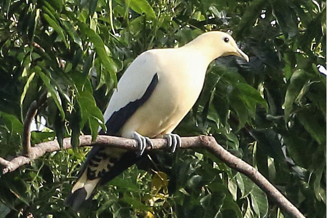 淡黃皇鳩