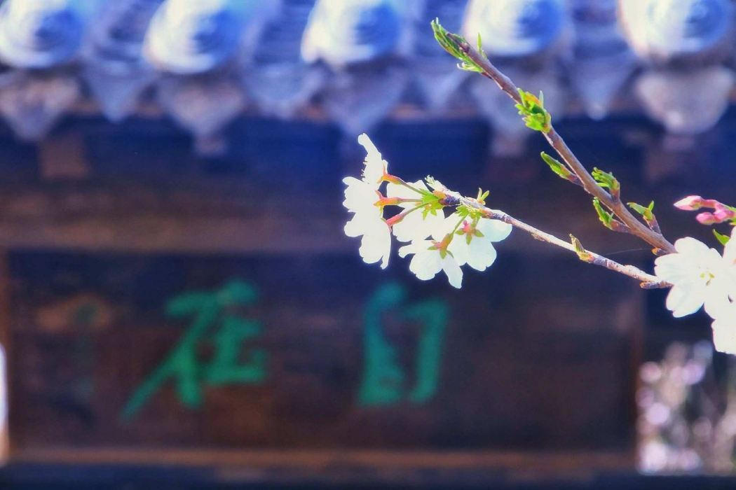 唐韻櫻花園