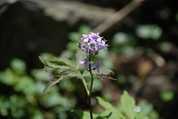 華中碎米薺(圖1)