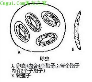 生殖器滴蟲病