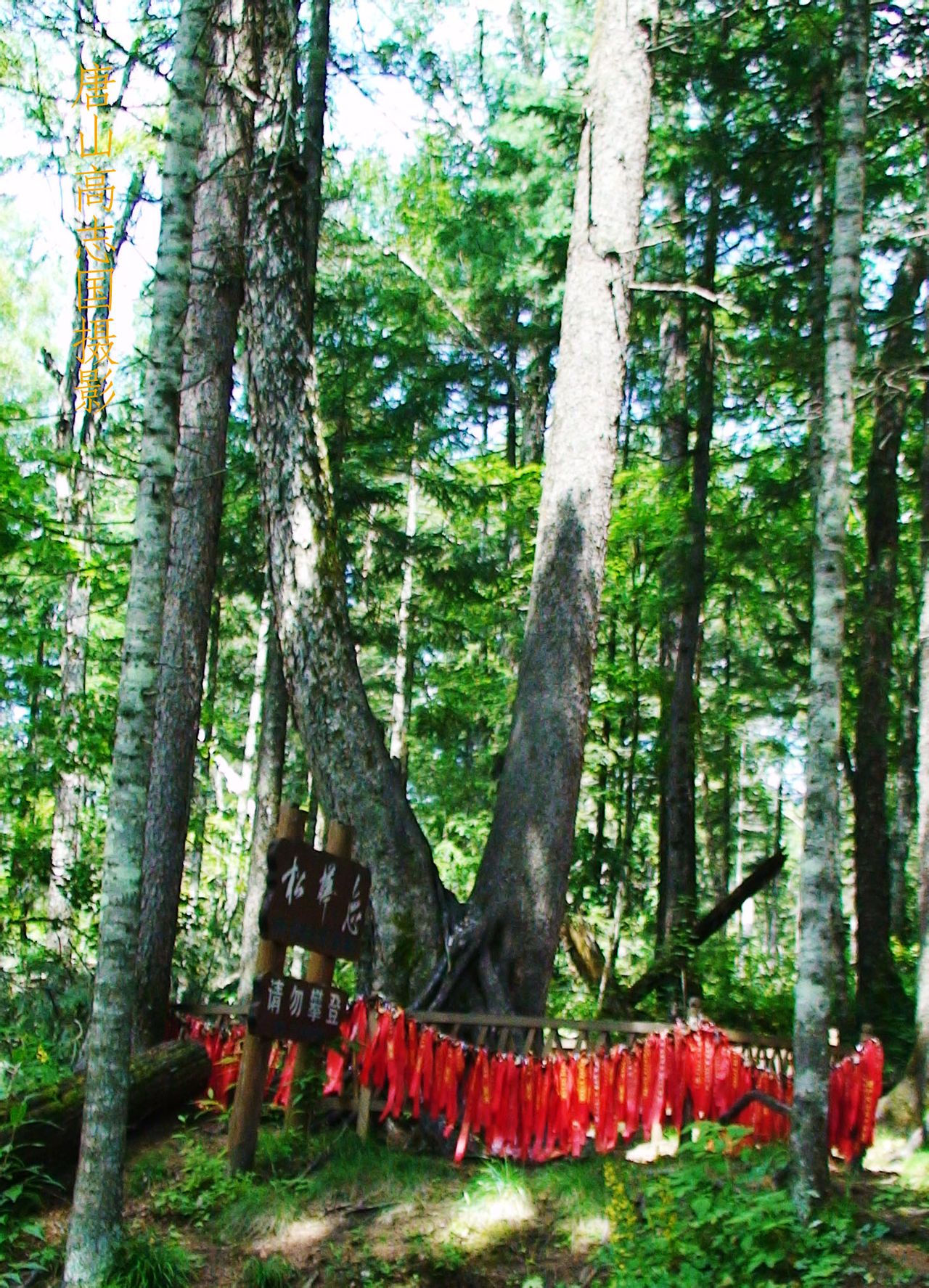 長白山大峽谷