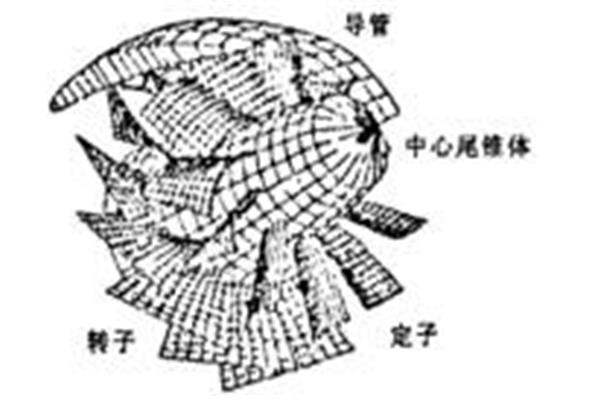 噴射推進器