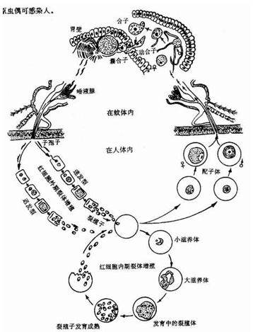 傳染源