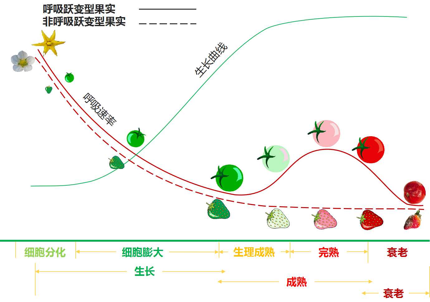 呼吸躍變型