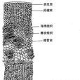 棉性麻纖維