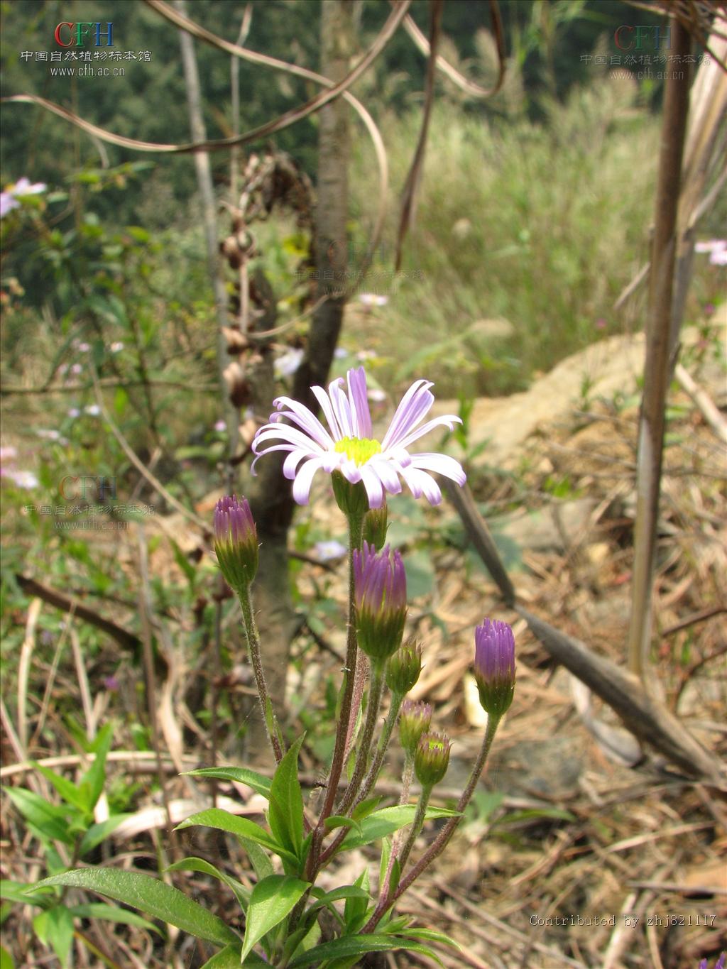 亮葉紫菀