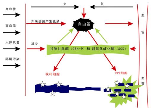 抗氧化酶示意圖