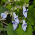 台灣香茶菜