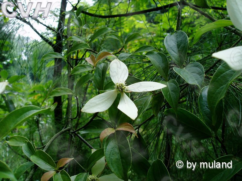 縉雲四照花（變種）