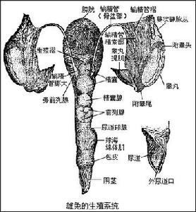 生殖器滴蟲病