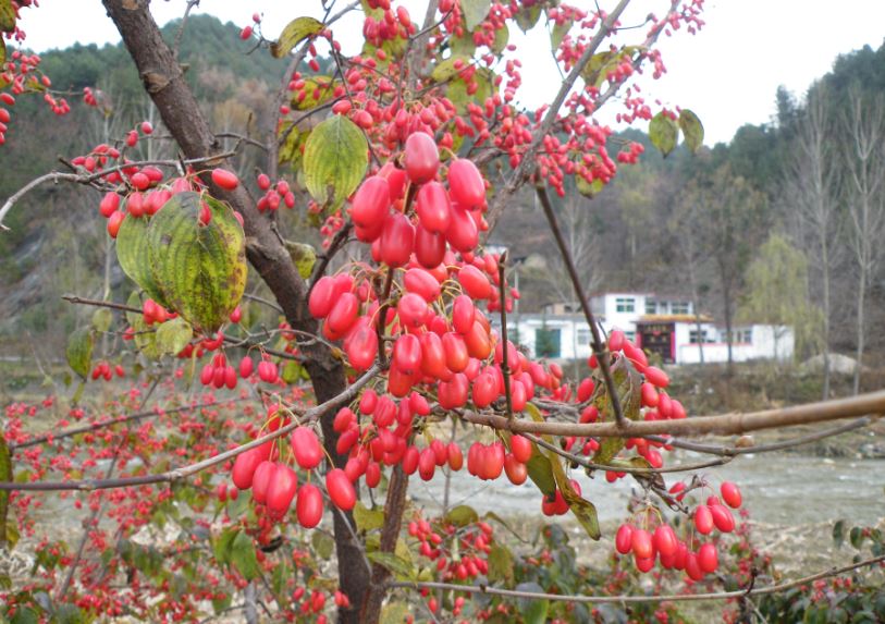 欒川山茱萸