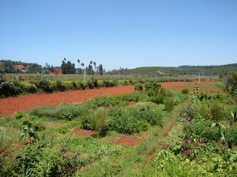 草田壩村