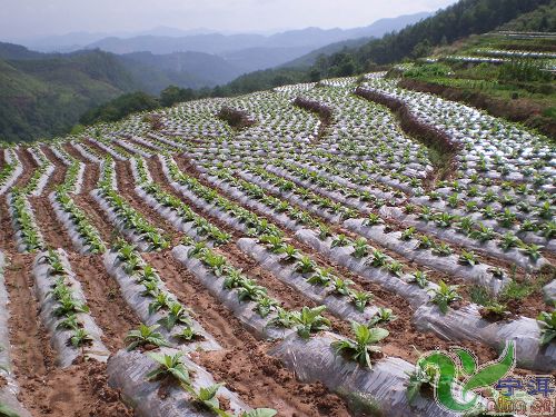 2009年同心鄉烤菸種植地一角