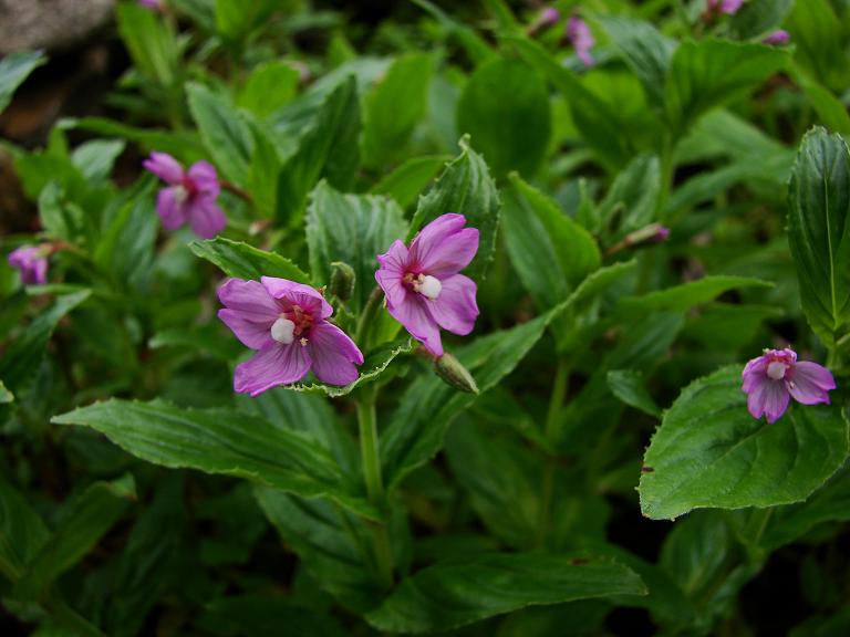 東北柳葉菜