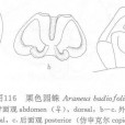 栗色園蛛