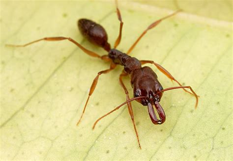 大齒猛蟻屬（Odontomachus）的螞蟻