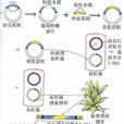 農桿菌介導法