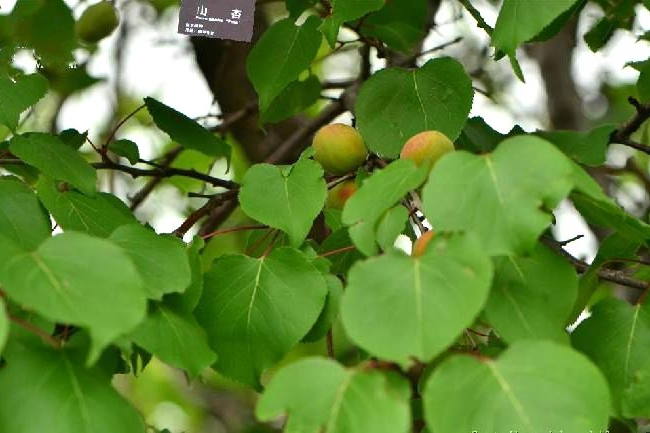 山杏阿魯科爾沁群體1號