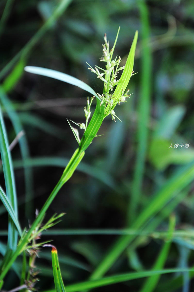 高稈珍珠茅組