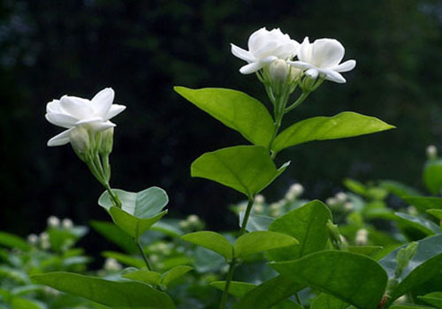 金犍茉莉