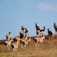 巴爾虎黃羊自治區級自然保護區