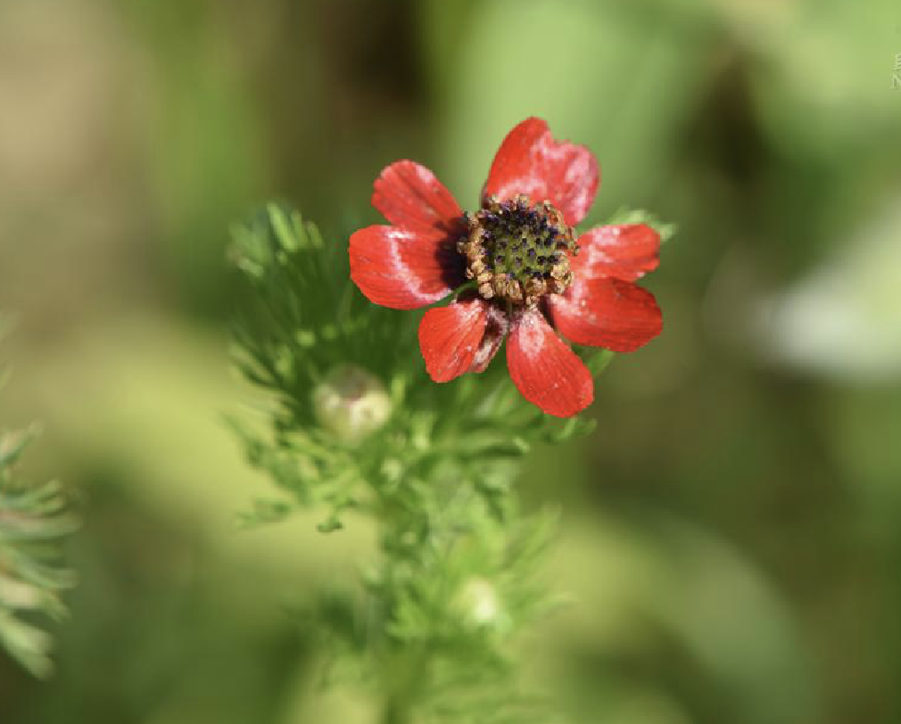 夏側金盞花