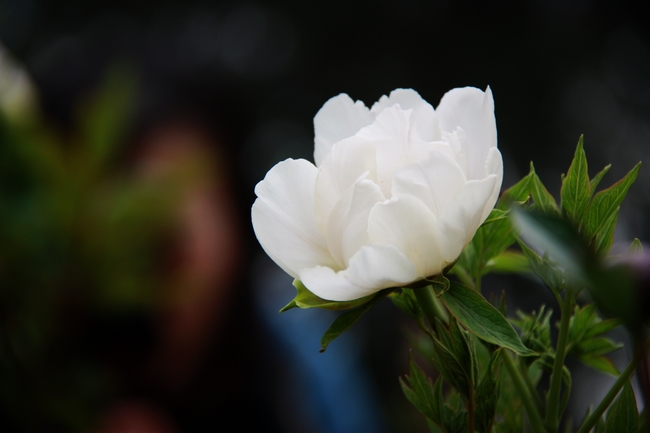 牡丹全花茶